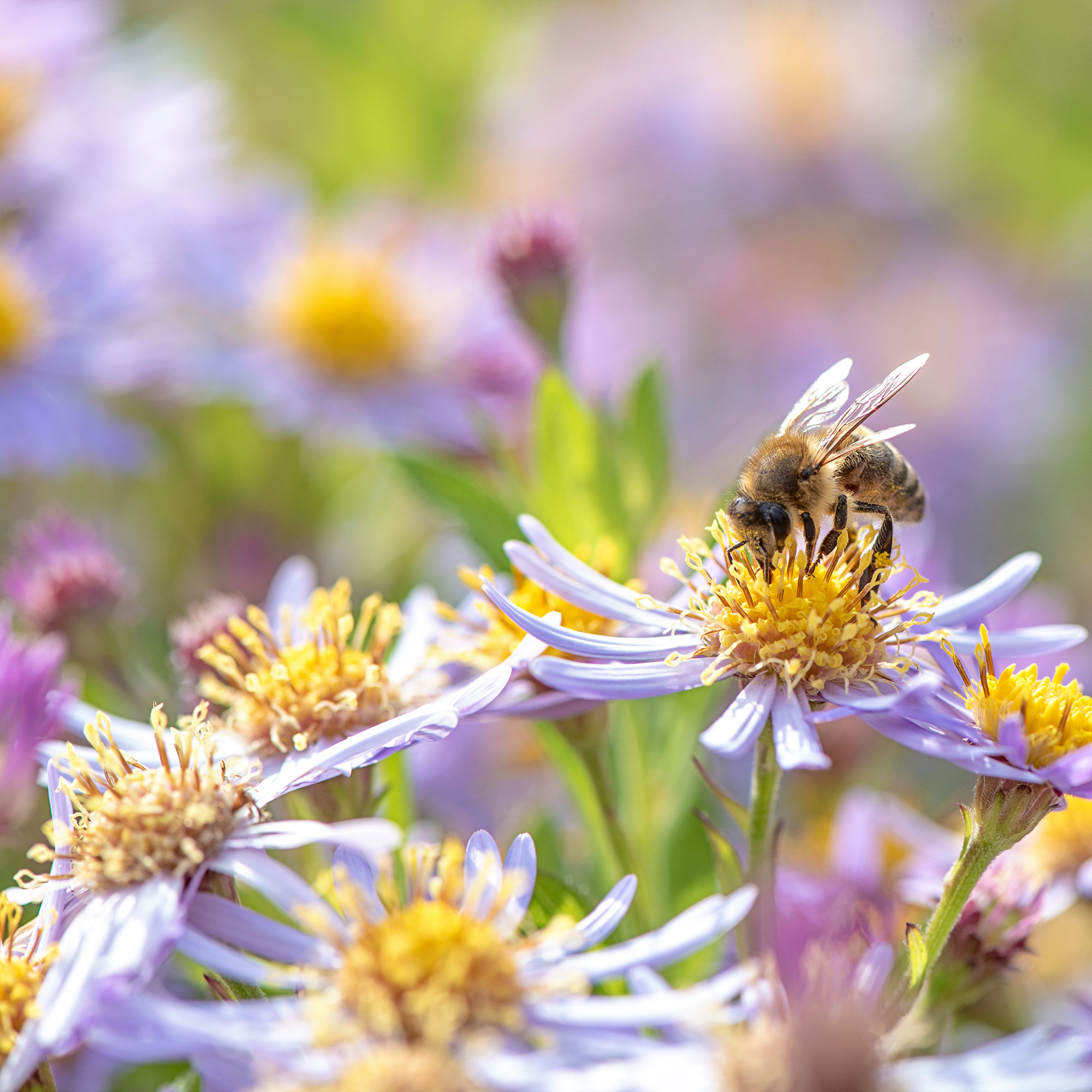 Tampilan jarak dekat dari lebah pada bunga ungu
